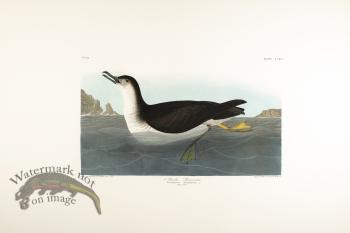 Manks Shearwater